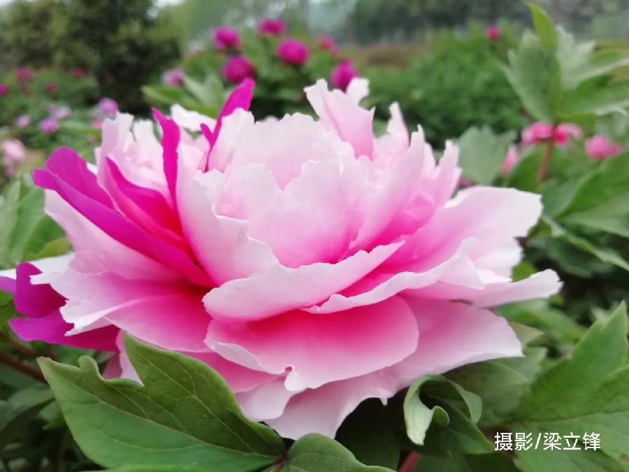 蝶舞花开 原作/梁立锋(图3)