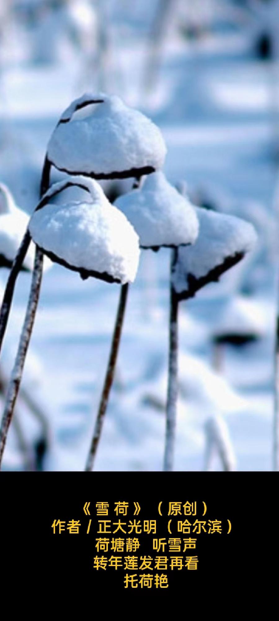 题图微诗三首《暖景》、《雪荷》、《丰乐》作者:正大光明(图3)