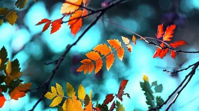 【中国长江文学社】有声文学平台《七绝 东湖秋色五咏》作者朱守平/诵读绿萝/制作宋梅【第4671期】（图3）