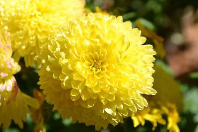 诗意传情诗社【菊花】文‖兰光武 诵‖李华敏（1127）（图4）