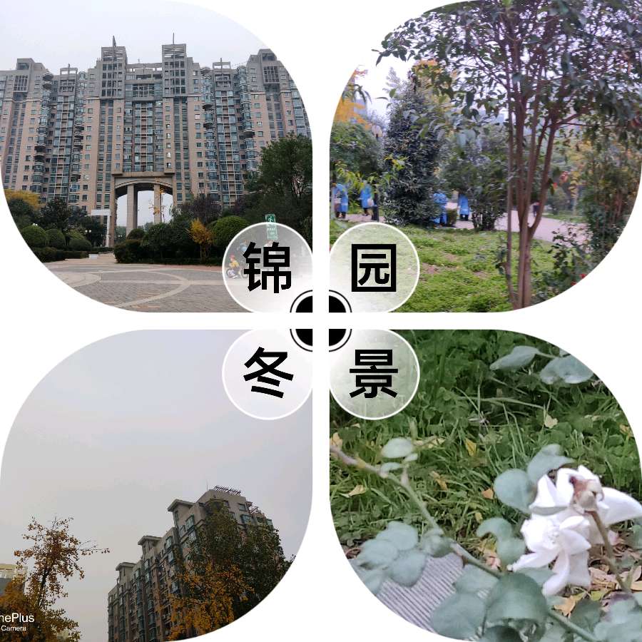 〖锦园生活·纪事〗〔选編之十〕