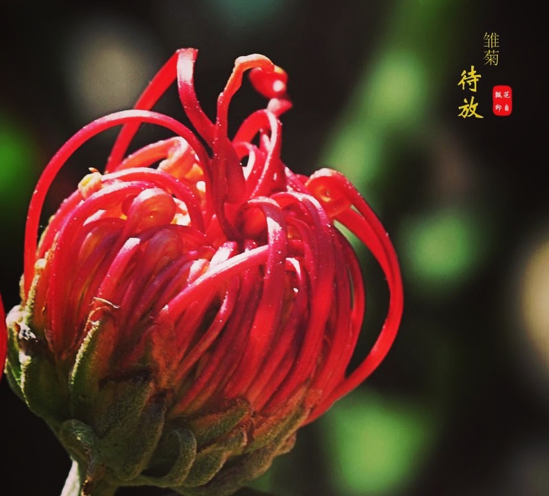 乔新华格律诗《七律.锦菊》主播：香乡；编辑：香乡【北疆头条】（第339期）（图2）
