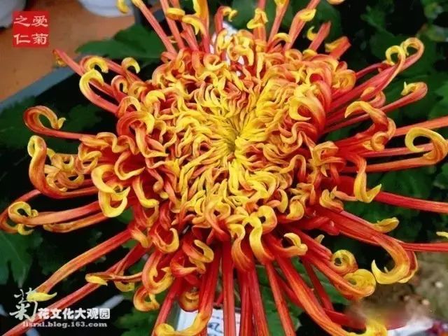 刘凤亭：咏花中四君子‖巴彦诗协诗词卷【277】（图9）