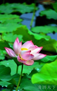 【中国长江文学社】有声文学平台《 风儿把莲荷吹动 》作者蓝天风诵读冬日艳阳制作宋梅【第4675期】（图3）