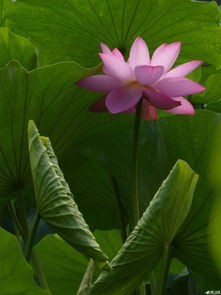【中国长江文学社】有声文学平台《 风儿把莲荷吹动 》作者蓝天风诵读冬日艳阳制作宋梅【第4675期】（图4）