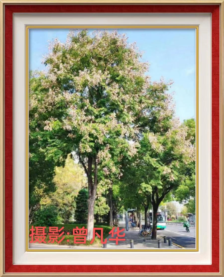 国风上海社第二十期诗刊—北京头条(图60)