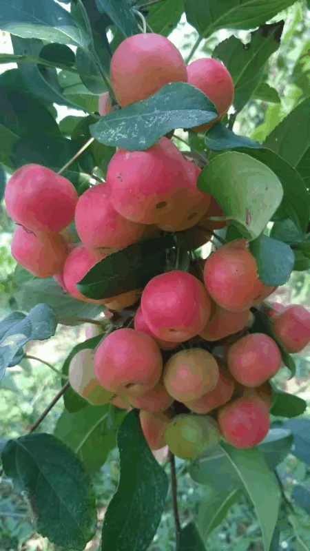 【华夏名篇】分享李景文《月全食》请欣赏（图10）