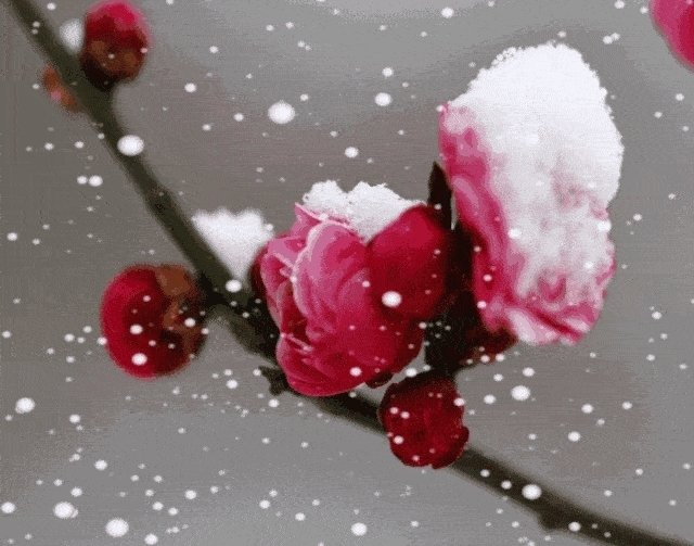 文盅诗歌《绮罗香.鹤岗初雪》主播：贝文 编辑：小鱼儿 【北疆头条】（第340期）（图2）