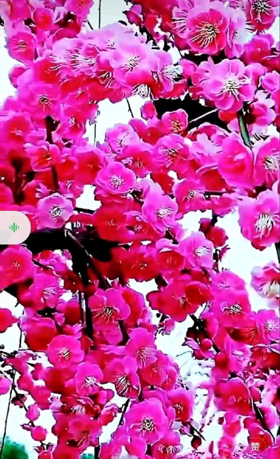 【都市头条向幸福出发编辑部】第535期 依然 主播 张春荣（图3）