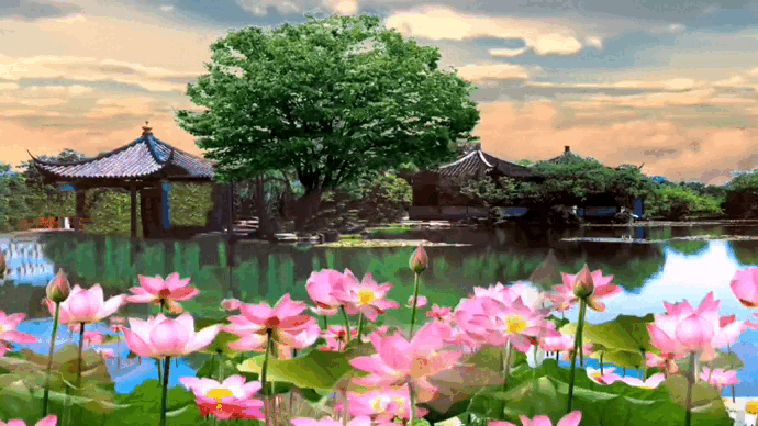 【花雨馨声有声文学平台】《秋卷》作者/陈铠 诵读/傲雪红梅 编辑/五指山【第77期】