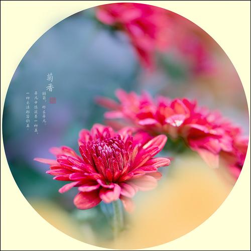 【新山东文学社】《立冬，在一捧菊香里沉醉》作者/农夫 主播/红叶（图5）