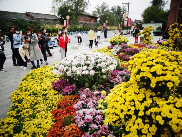 【新山东文学社】《立冬，在一捧菊香里沉醉》作者/农夫 主播/红叶（图6）