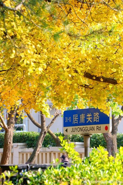 【新山东文学社】《秋路》作者/锦河 主播/海豚（图5）