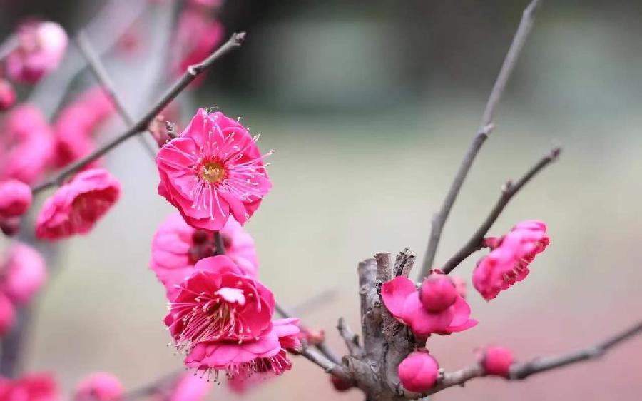 中华诗艺社黑龙江分社推介/雪山飞狐:菩萨蛮·冬乐图(李白体）（图4）
