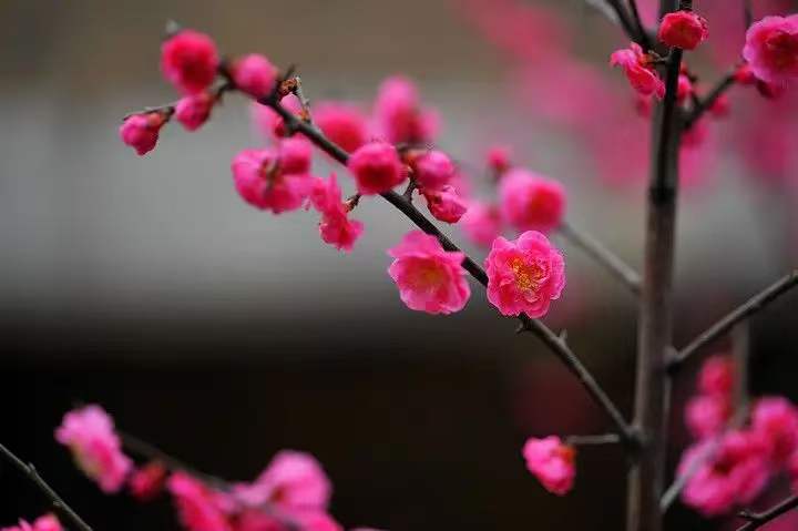 中华诗艺社黑龙江分社推介/雪山飞狐:菩萨蛮·冬乐图(李白体）（图7）