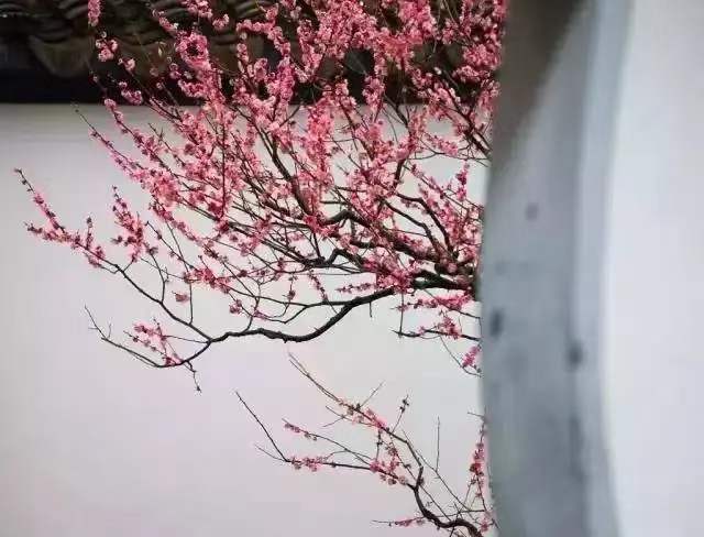 中华诗艺社黑龙江分社推介/雪山飞狐:菩萨蛮·冬乐图(李白体）（图5）