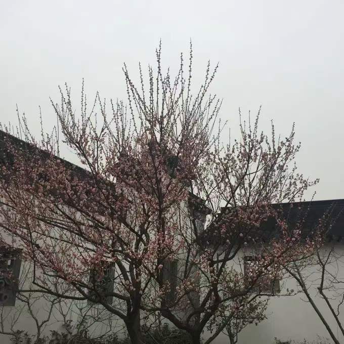 中华诗艺社黑龙江分社推介/雪山飞狐:菩萨蛮·冬乐图(李白体）（图8）