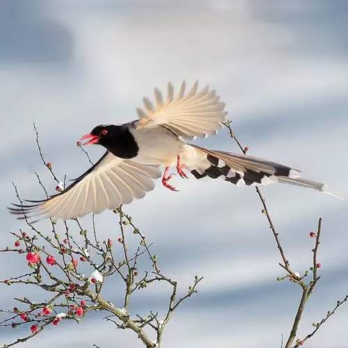 中华诗艺社黑龙江分社推介/雪山飞狐:菩萨蛮·冬乐图(李白体）（图11）