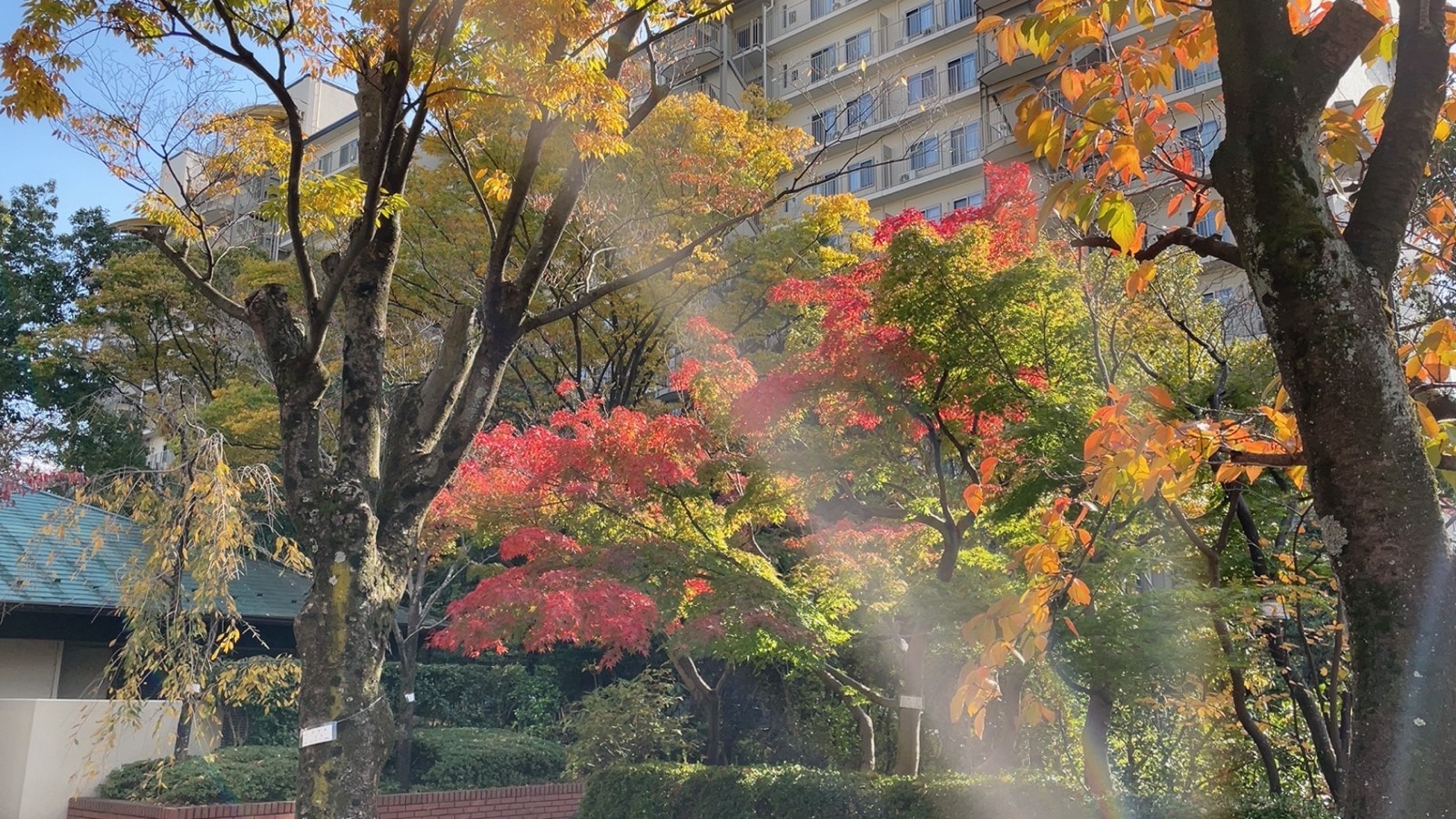 《有一片浪漫的田野》文：雲锦（美国）诵：静月晴美（日本）世界诗歌研究院【世界诗人名人展】（9366）（图5）