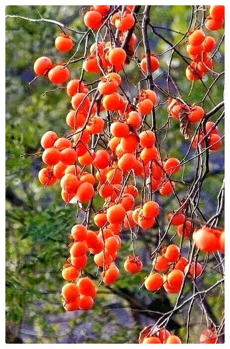 湖畔烟树诗歌选读∥秋颂∥朗诵：老菩提（图8）