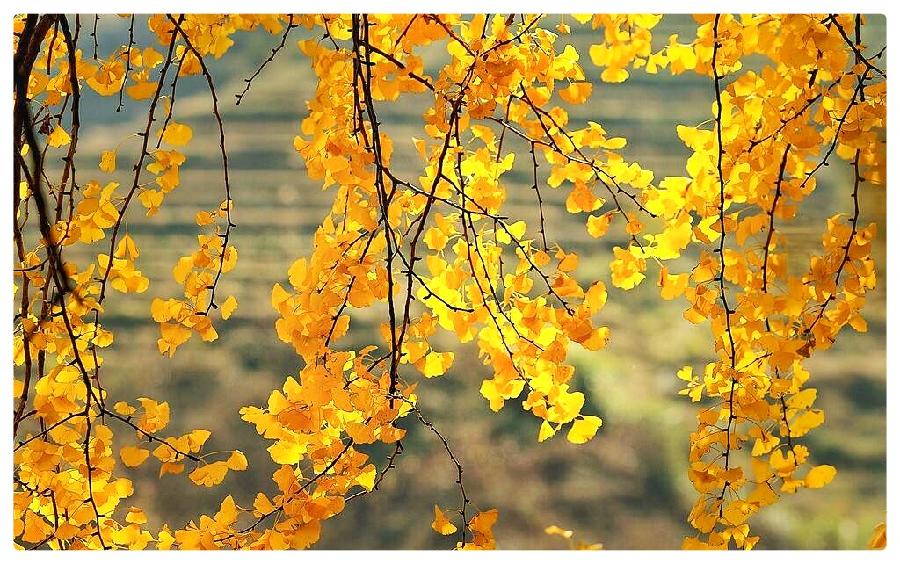 湖畔烟树诗歌选读∥秋颂∥朗诵：老菩提（图9）