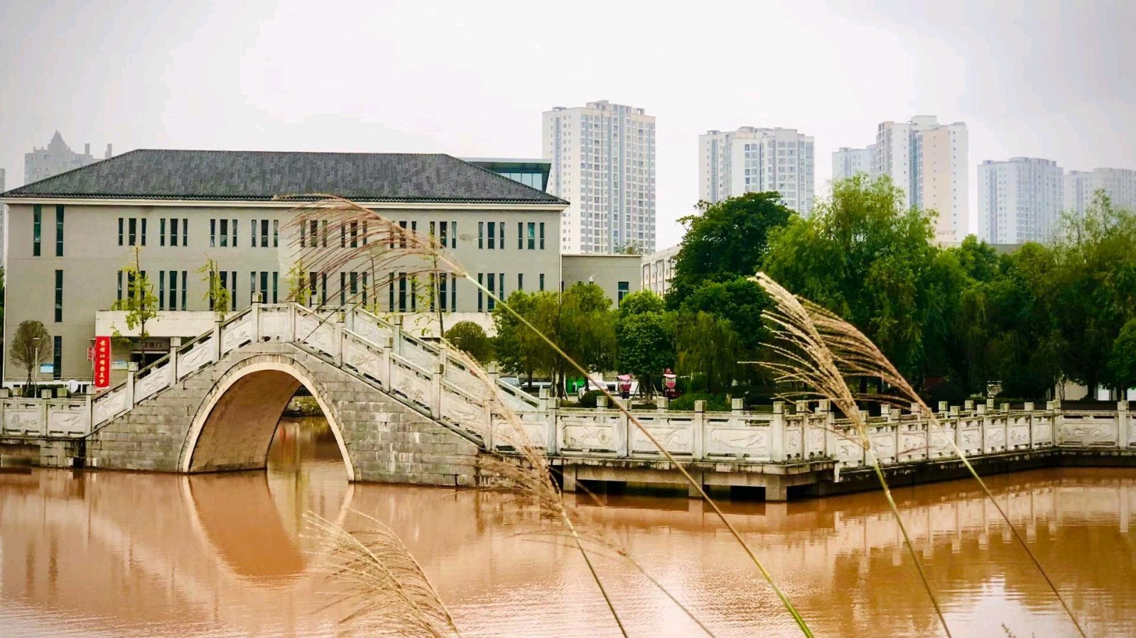 【上海头条】散文阁‖陈通伦:我和锦湖那些鸟（图3）