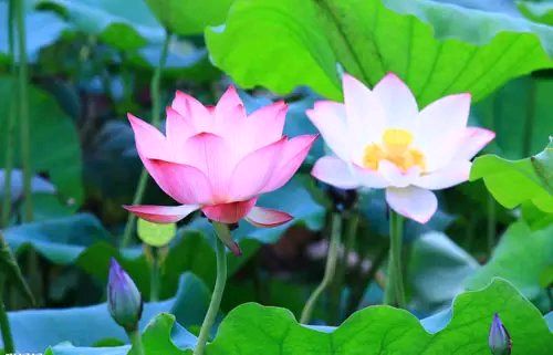 【燕赵文学】诗：叹荷（祁素荣）