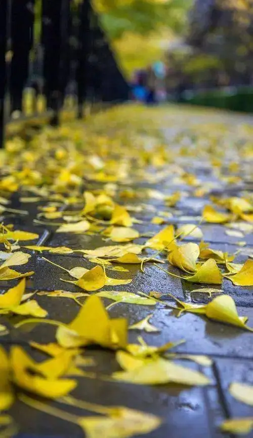初冬夜雨‖文图/赵京江（图6）