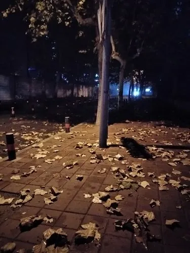初冬夜雨‖文图/赵京江