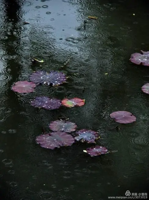 初冬夜雨‖文图/赵京江（图2）