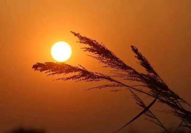 【新诗大观】沁园春·风华(外二首)||词/张向依(图3)