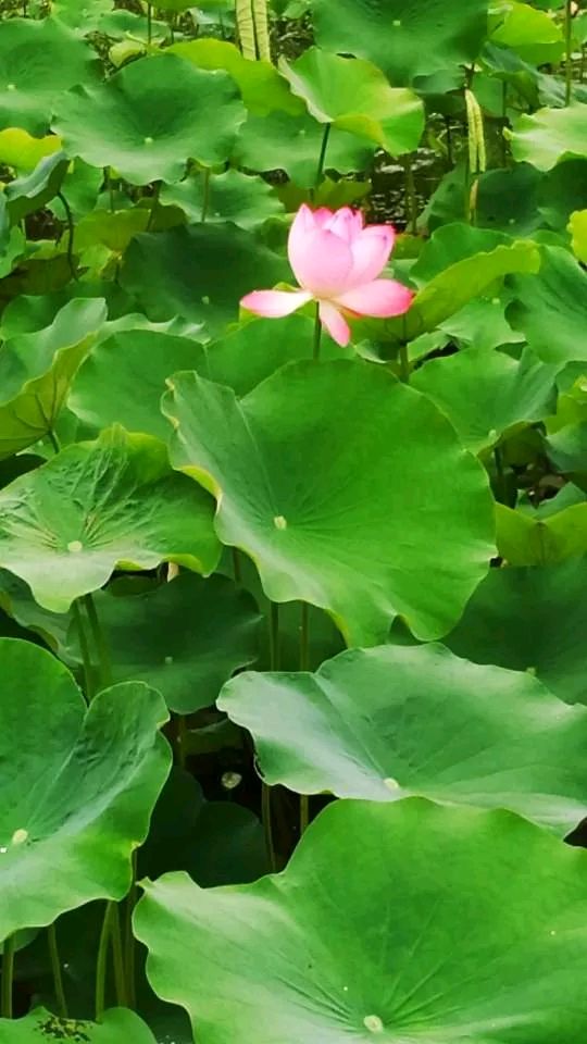 佳作欣赏 《木兰花· 人生若如初见》作者:赵增军（图2）