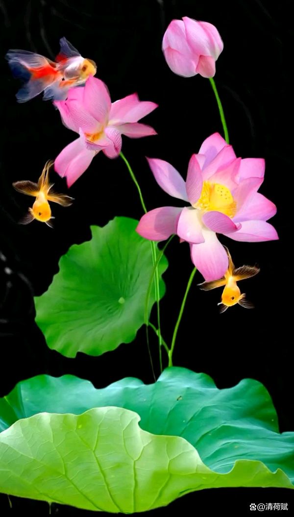 【金榜头条】推介优秀作家诗人崔怀强《看花回•江滩菊展》请欣赏(图16)