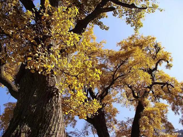 落叶情‖文图/吕锦芳（图3）