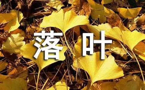 落叶情‖文图/吕锦芳