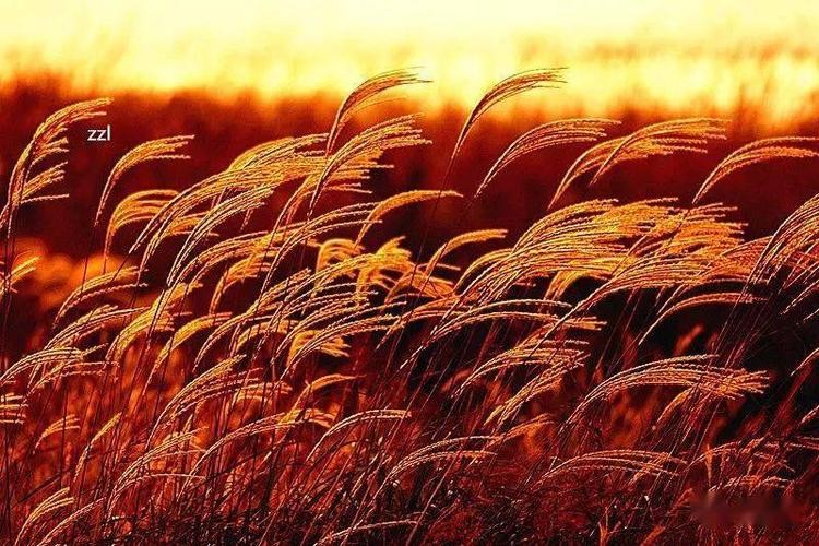 【经典推荐】笨笨鼠//暮秋｛外三首｝欣赏（图4）