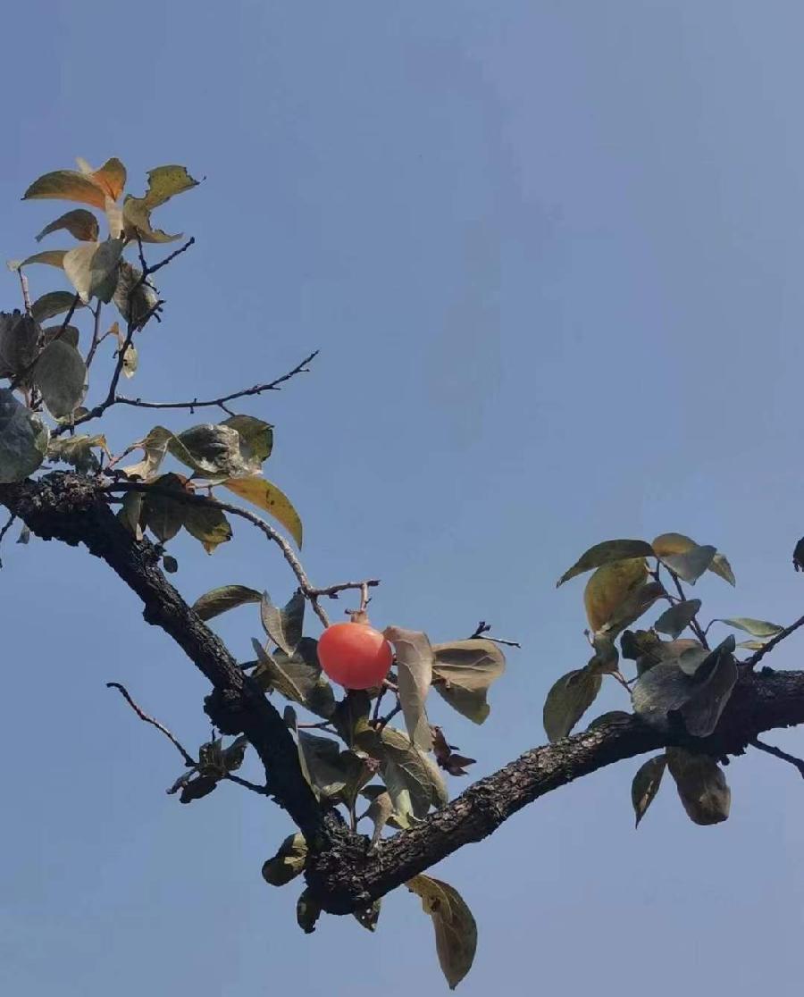 诗人林杨(黑龙江):枝头，那一枚红果（图4）