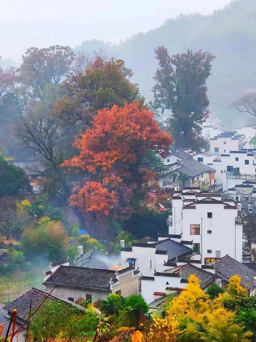《九江文学社：有声文学平台》《七律.冬日荷塘（三首）》文/江东艾草 主播/郭俞君（图2）