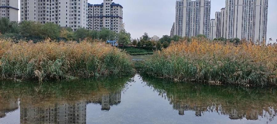 《蝶恋》联机全球发布袁华成精品诗歌（图6）