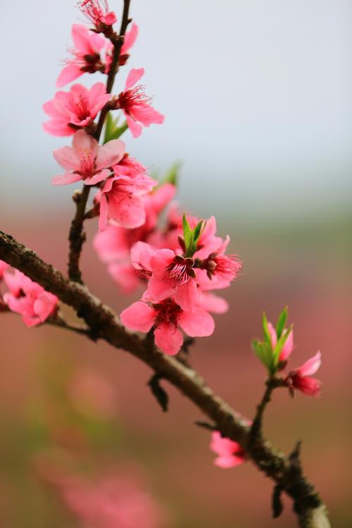 三生三世桃花 文/水云间（图2）