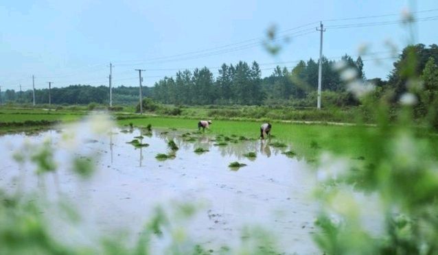 风雅诗社·第三十五期·自由诗篇（图11）