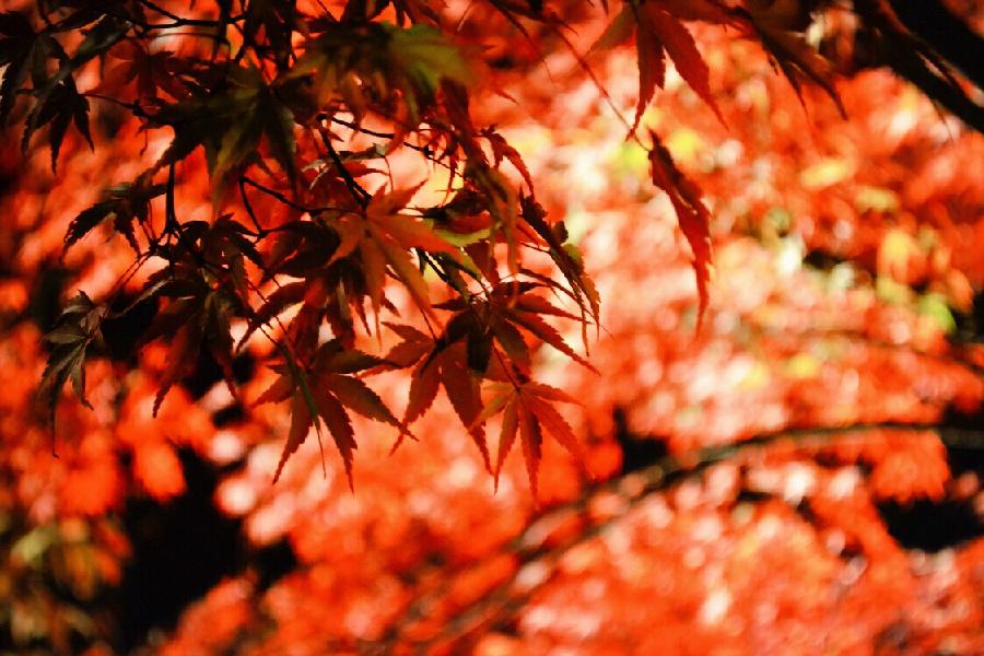 《秋韵一组》作者：凌霞珍（图3）