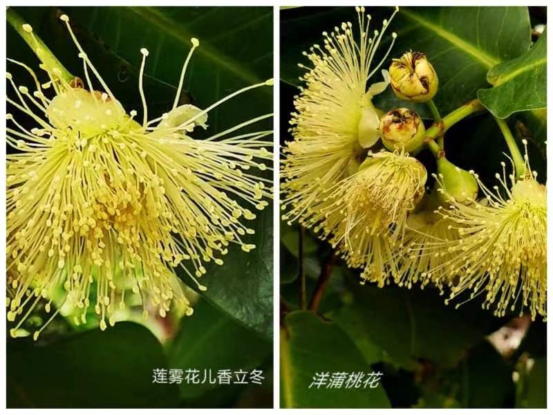 《九江文学社：有声文学平台》《李小燕老师佳作欣赏》主播/紫薇（图2）