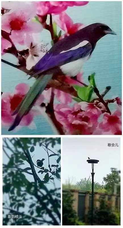 《九江文学社：有声文学平台》《李小燕老师佳作欣赏》主播/紫薇（图6）
