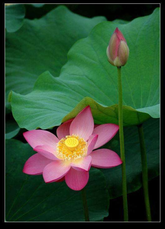 《可怜的冬阳》外一首作者/孟宪法 诵读/冬日艳阳编辑/雨杉【花雨馨声】有声文学平台【第86期】（图5）