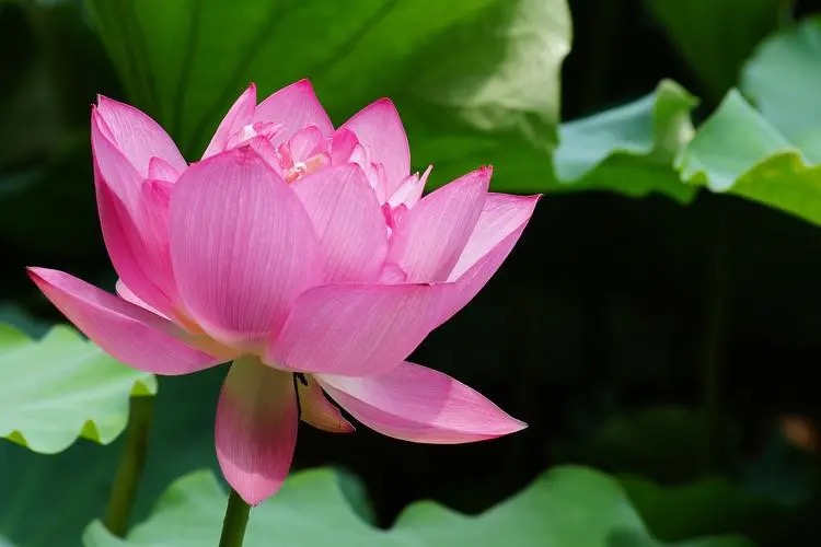 【新诗大观】生和死是一粒尘埃(组诗)||文/张成良