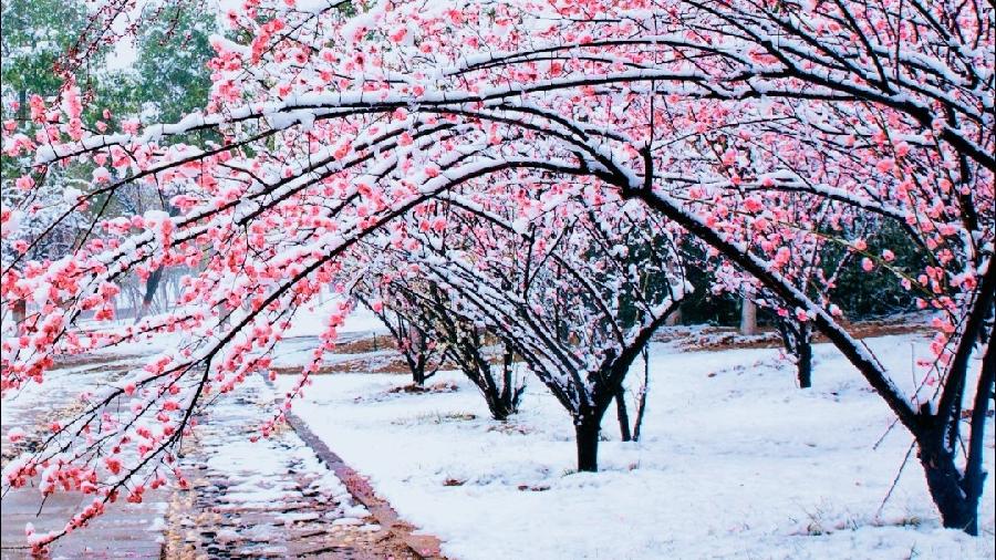 《九江文学社：有声文学平台》《踏雪寻梅的人文信念》文/梦在远方 主播/凤凰之歌（图2）