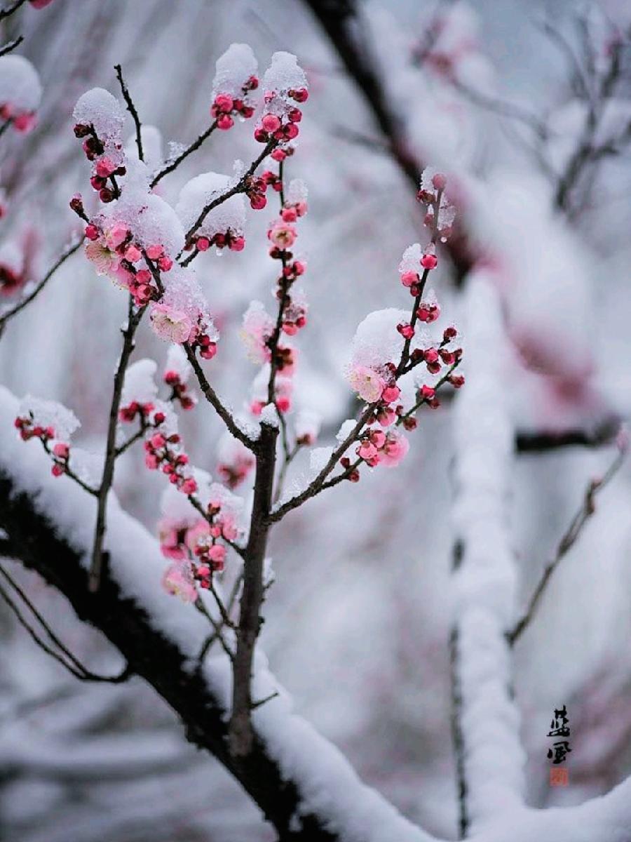 《九江文学社：有声文学平台》《踏雪寻梅的人文信念》文/梦在远方 主播/凤凰之歌（图5）
