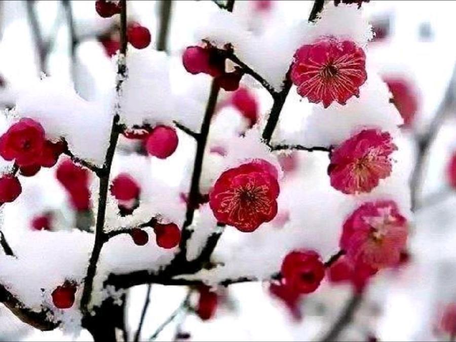 《九江文学社：有声文学平台》《踏雪寻梅的人文信念》文/梦在远方 主播/凤凰之歌（图3）