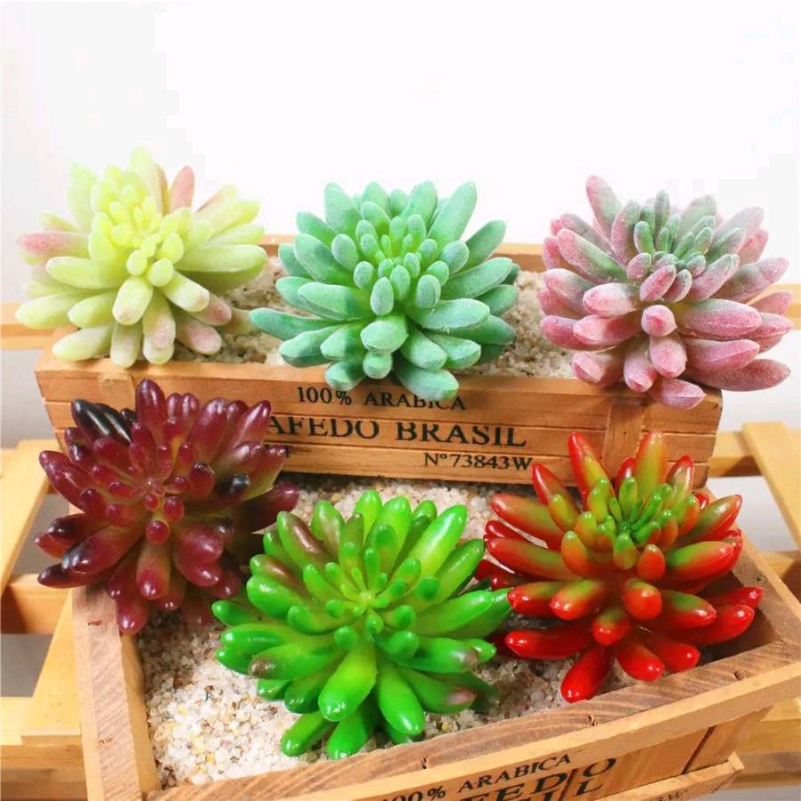 【燕赵文学】“多肉”植物也芬芳（河北/高素芬）